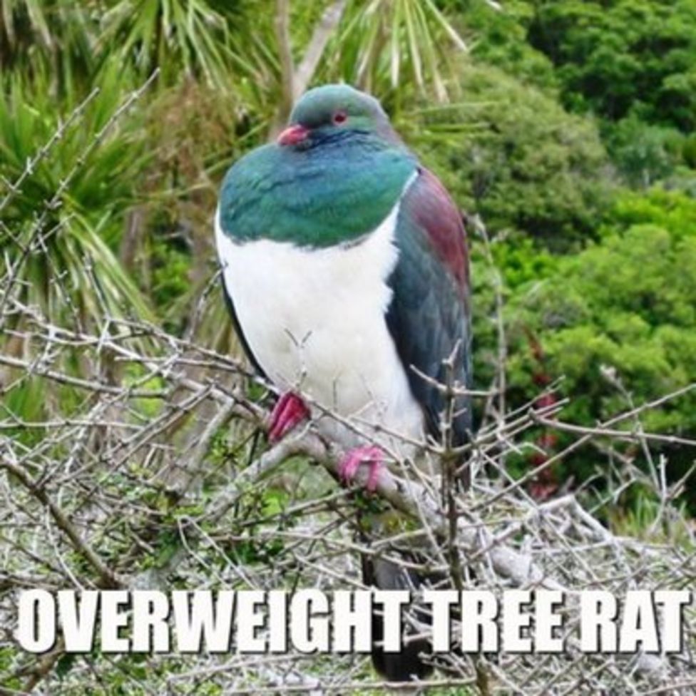 Kea named New Zealand's Bird of the Year BBC News