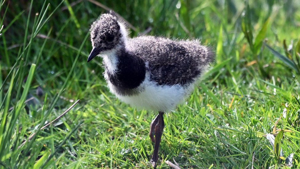 A lapwing chick at RSPB Loch Leven Nature Reserve,, on May 21, 2023, in Kinross, Scotland.