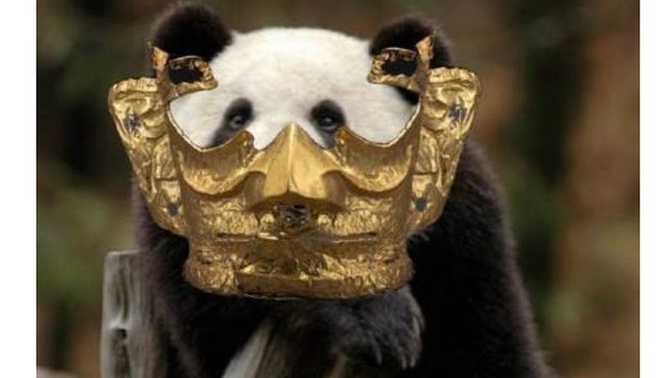 Панда в золотой маске