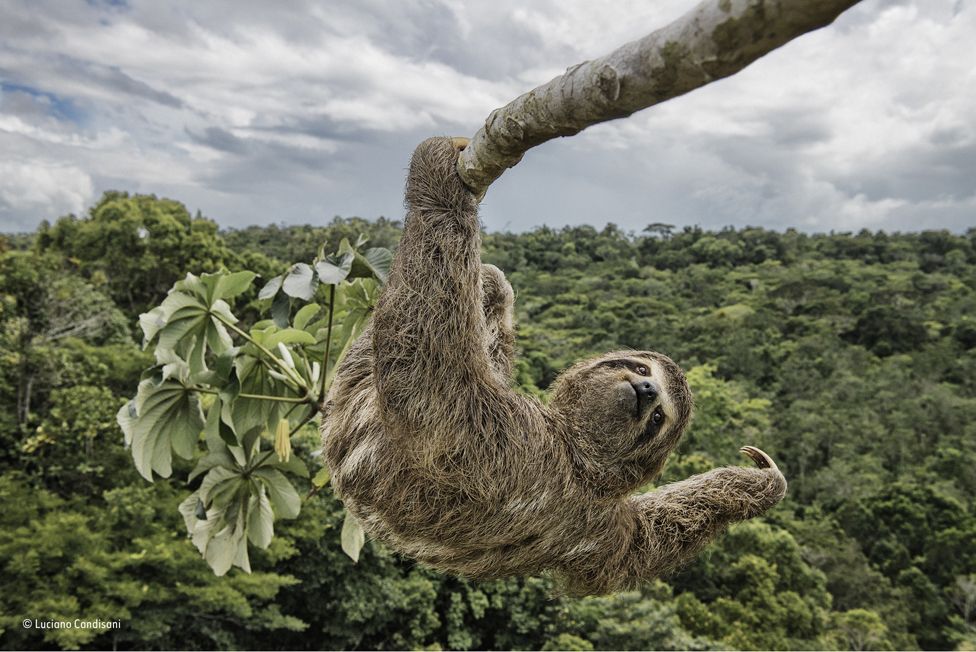 A sloth in a cecropia tree in the protected Atlantic rainforest of southern Bahia, Brazil.