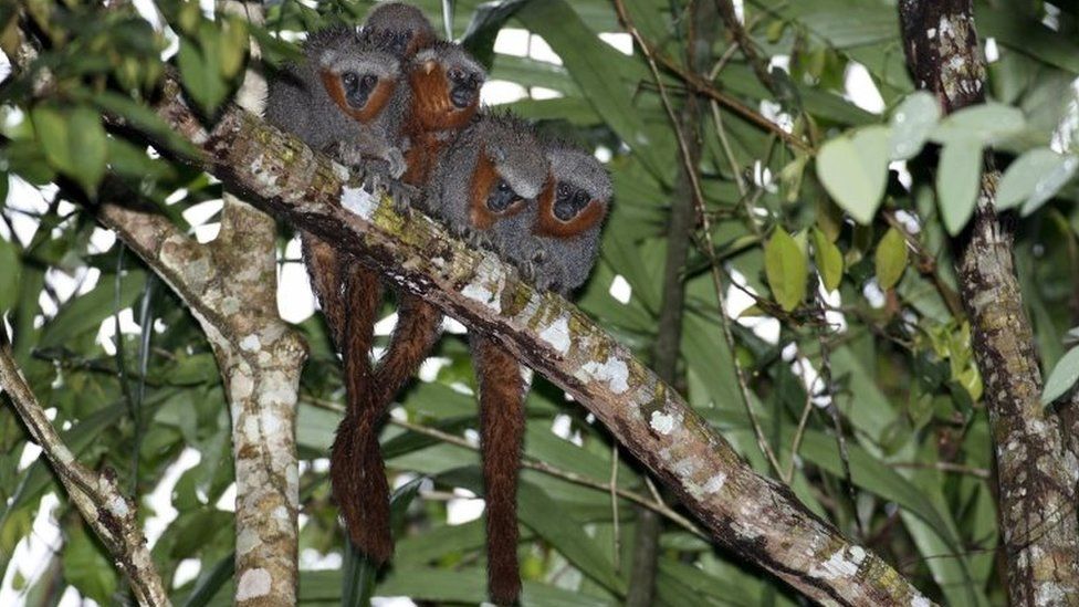 Zogue Zogue Rabo de Fogo. Researchers have discovered 381 new animals and plants species in the Amazonas announced the World Wildlife Fund on 30 August, 2017. The report by the WWF and Brazil's Mamiraua Institute, listed included previously unknown plants, fish, amphibians, reptiles, a bird and 20 mammals. The WWF warned that the new discoveries were in areas threatened by human