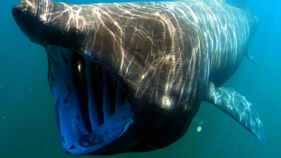 Sharks: Volunteers sought to document animals in Wales' seas