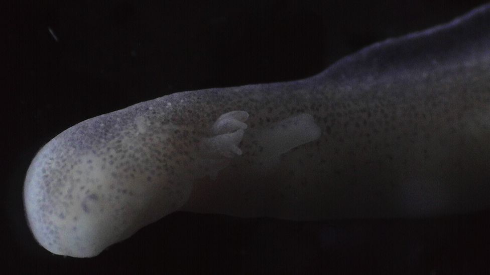 Olm eggs: First two Slovenian 'dragons' emerge - BBC News