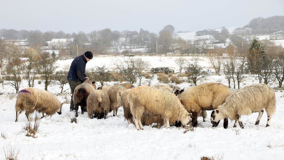 A farmer feeds his sheep in a snow covered field near Tardree in Co. Antrim on 24 January