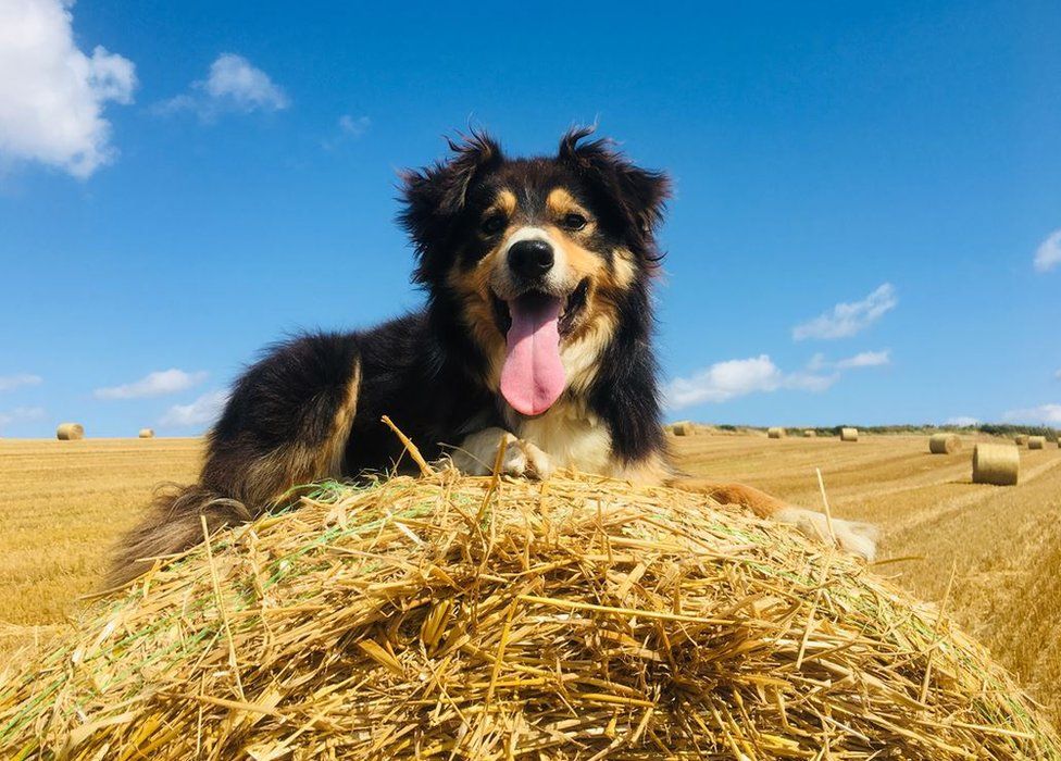 Dog on hay