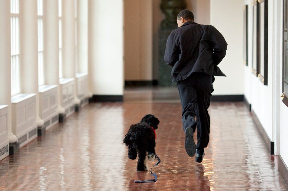 US President Barack Obama runs down a corridor with Bo when he was a puppy.