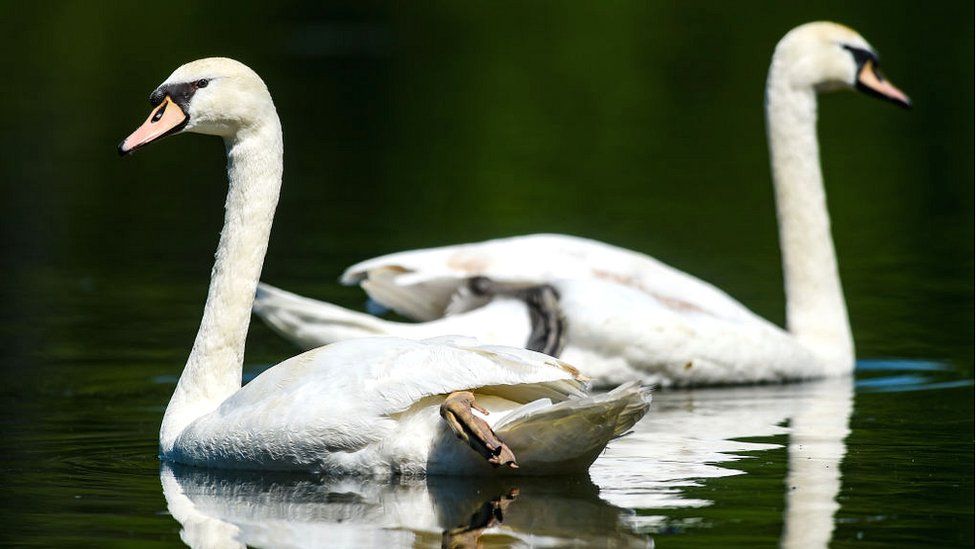Bird flu: Dead swans at Rotherham lake confirmed as cases - BBC