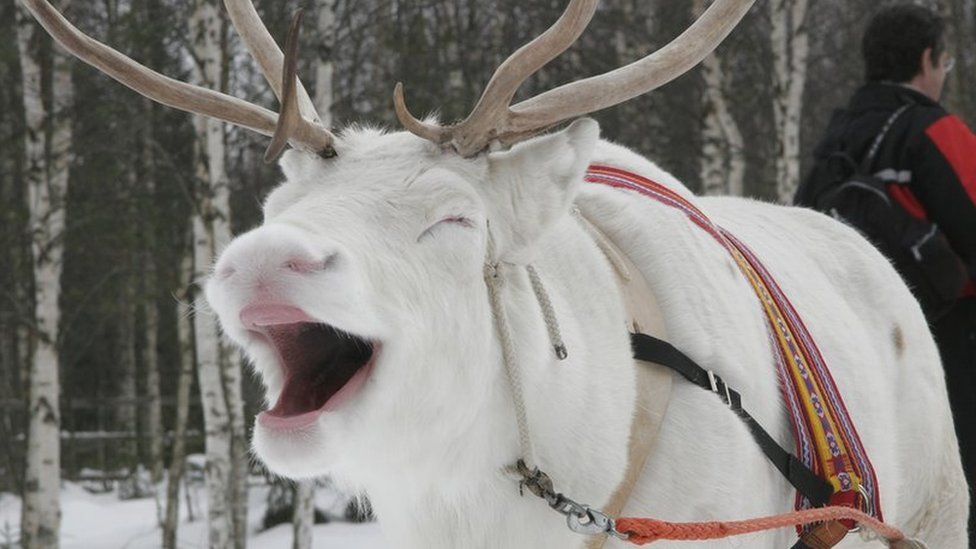 A white reindeer in Finland