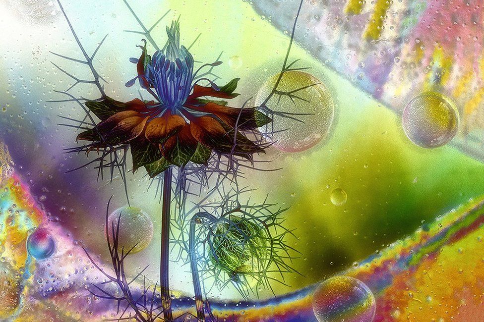 A colourful montage of a flower with bubbles