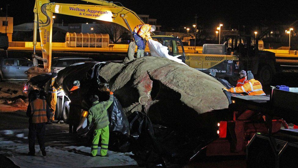 Workmen covering up a dead whale after loading it on a lorry