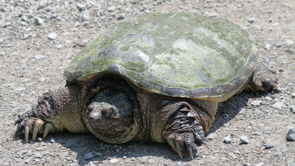 snapping turtle