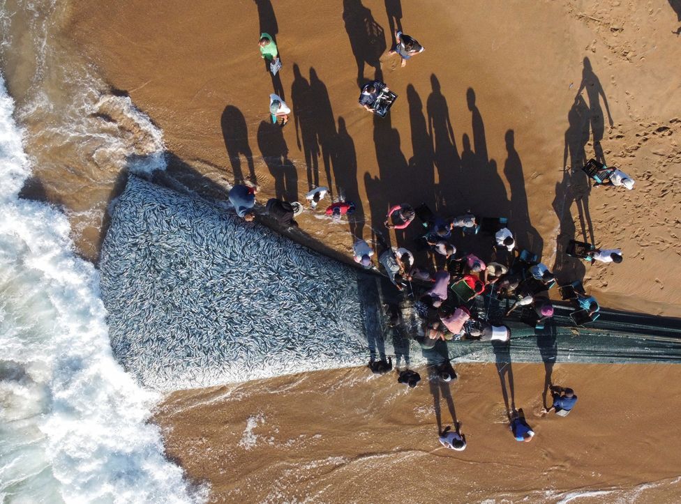 Drone view of fishermen as they unload a net during the sardine run in Scottburgh, South Africa