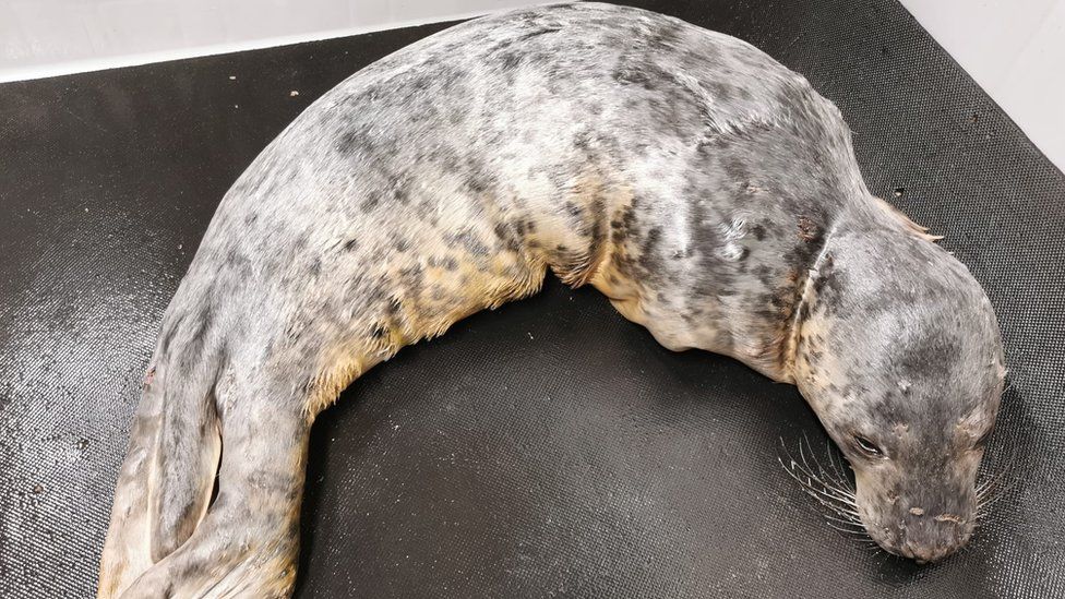 Injured seal at Spurn Point