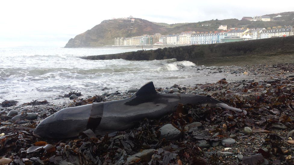 Stranded porpoise on Welsh beach