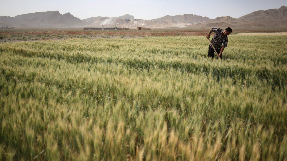 Farmer Abbas Hamamian works his wheat field on in Meymeh, Iran (3 June 2014)