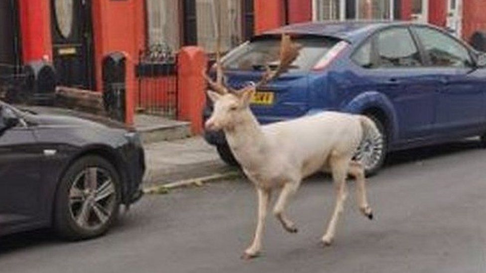 Police defend shooting white deer in Bootle street after backlash BBC News