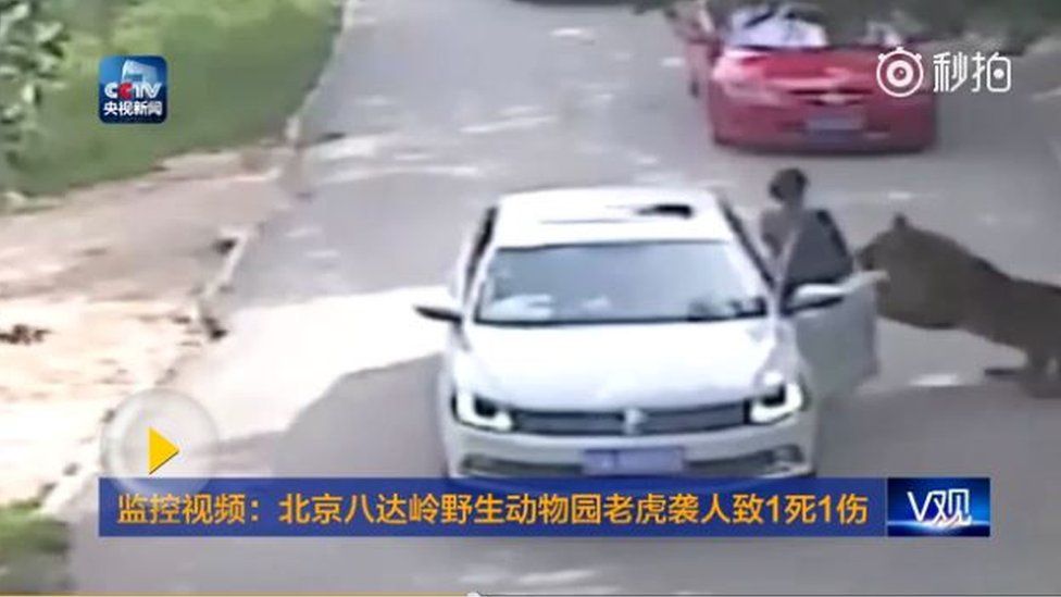 Still from CCTV footage showing tiger attack