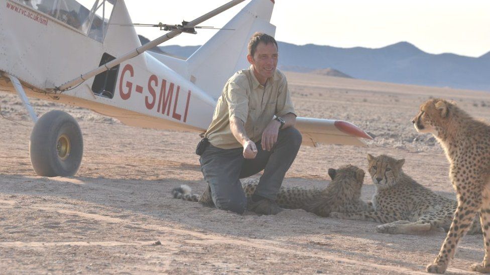 Prof Alan Wilson and cheetahs in Namibia