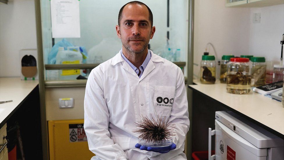El Dr. Omri Bronstein, de la Universidad de Tel Aviv, sostiene un erizo de mar negro muerto