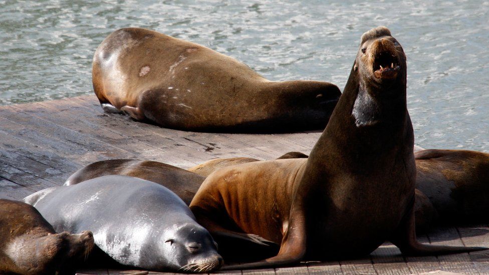 Sea lions on a wooden pier in San Francisco