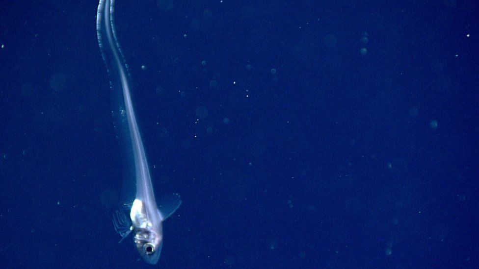 New species of jellyfish and other creatures discovered in Atlantic ...