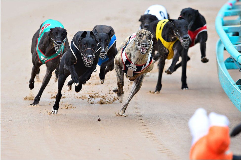 Greyhounds race at a track in Sydney