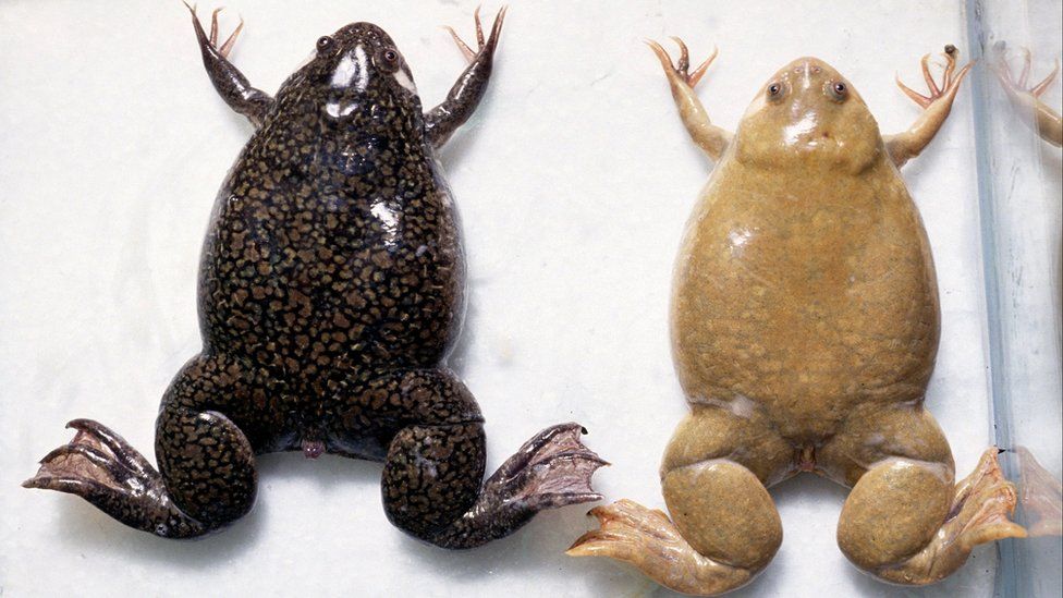 Two African clawed frogs