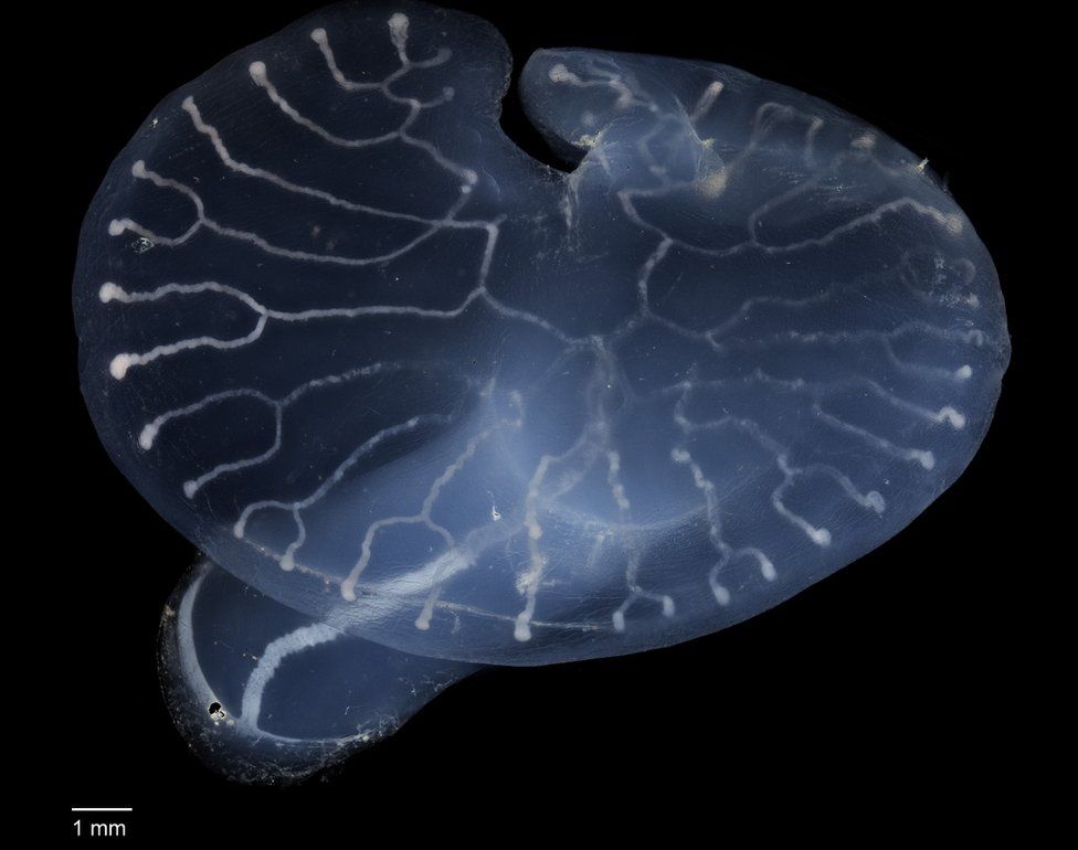 Origin Of Mystery Deep sea Mushroom Revealed BBC News Origin Of Mystery Deep sea Mushroom Revealed BBC News