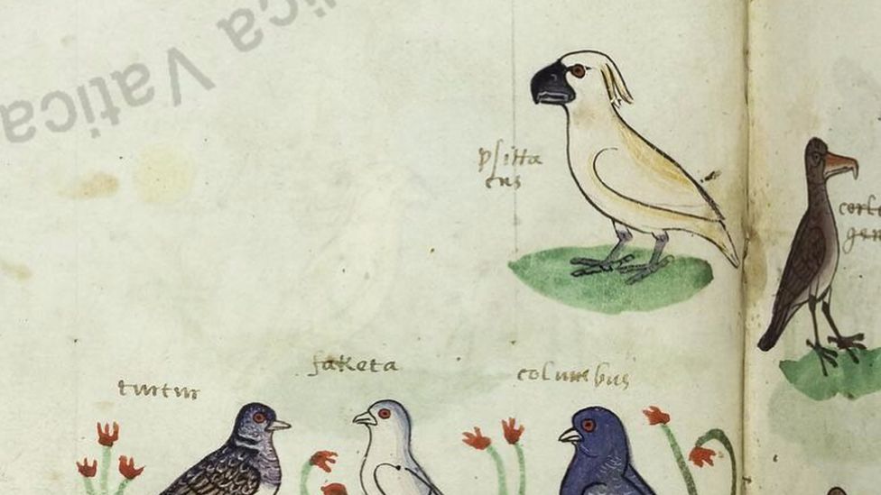 One of the four images of the cockatoo in the 13th Century manuscript