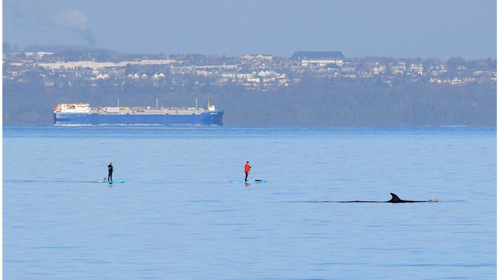 Rare sei whale seen with paddleboarders near Portobello - BBC News