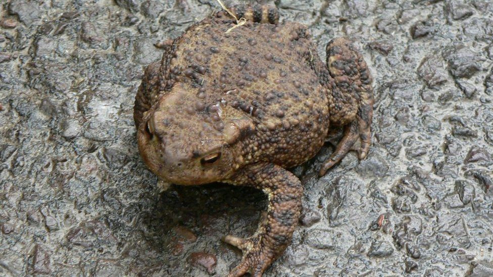 A toad on a road