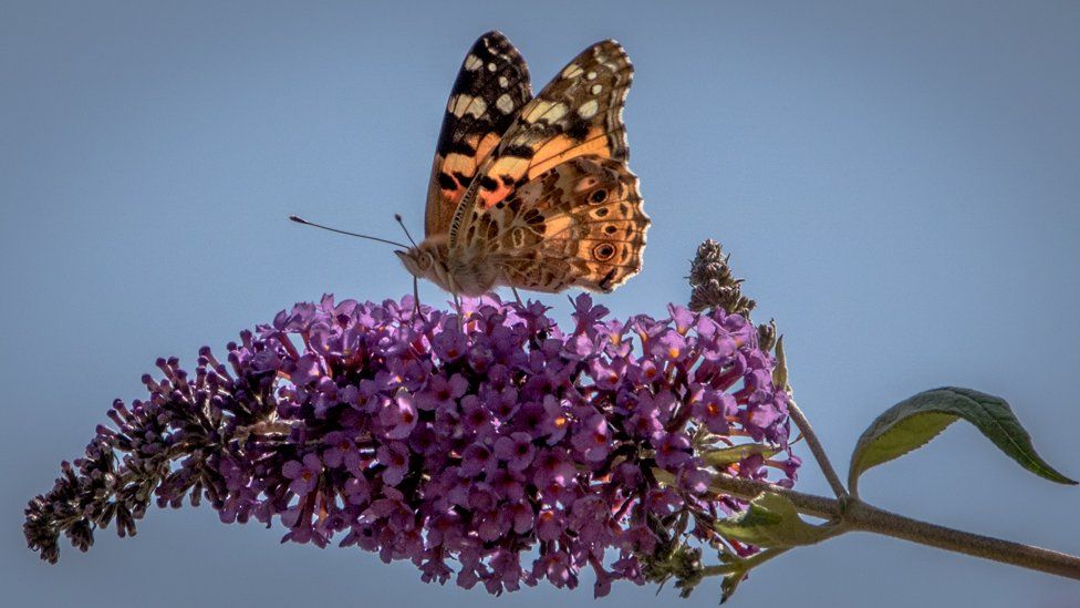 A Painted lady butterfly on top of the flower. Its colours are vibrant against the pink flower, and the deep blue background of the sky.