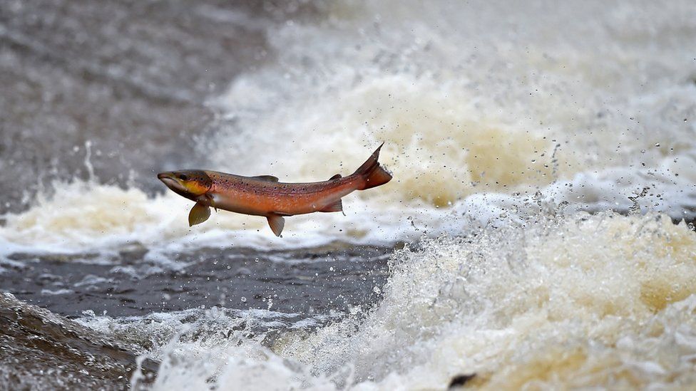 Invasive Pacific pink salmon found in Scottish rivers BBC News