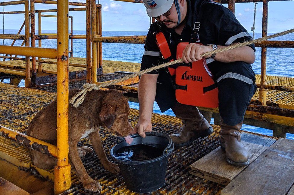 The dog was given fresh drinking water on the rig