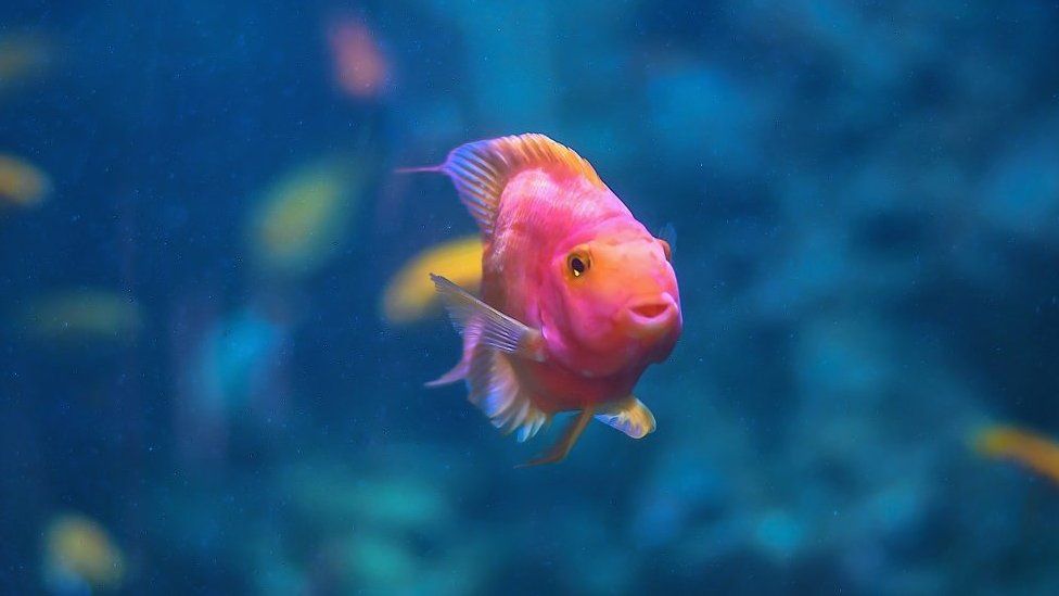 Tropical pet outlet fish