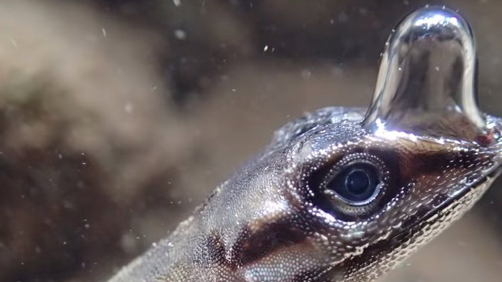 These anole lizards blow bubbles to breathe underwater BBC Newsround