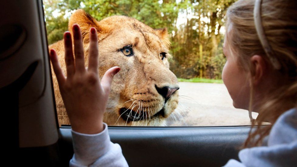Girl looking out of car window at a lioness