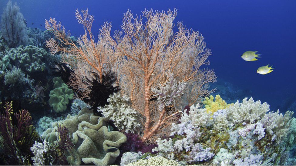 Sunscreen contains chemical which can be harmful to corals BBC Newsround