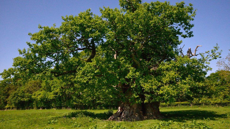 The Escley Oak in Herefordshire