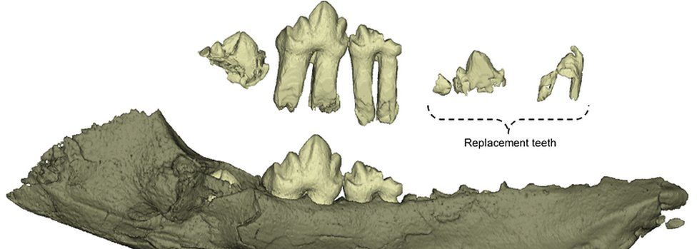 Micro-CT scan of jaw