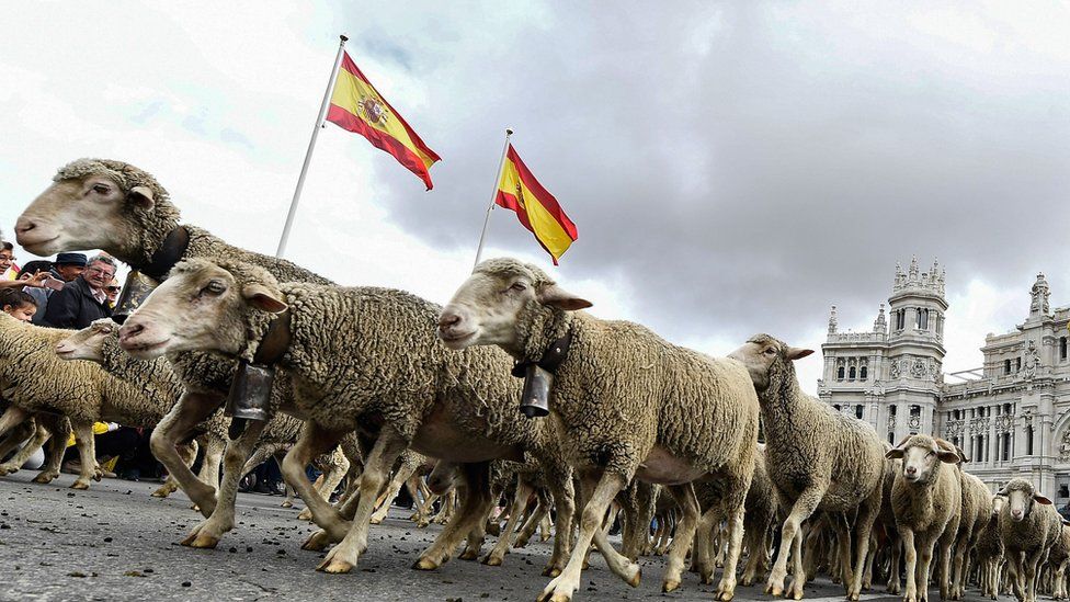 Flocks of sheep and goats are herded in the city centre of Madrid on October 20,