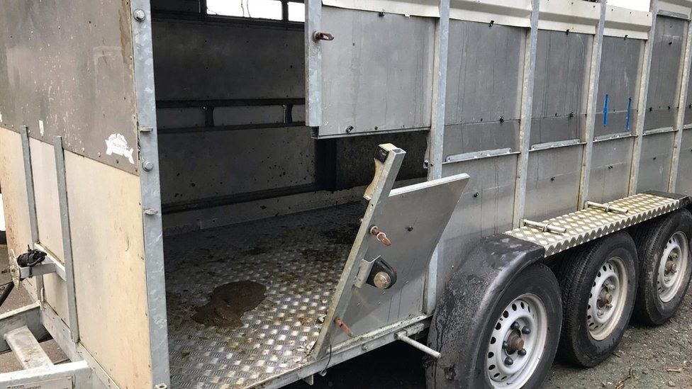 Isle Of Man Firefighters Free Cow Stuck In Trailer - BBC News