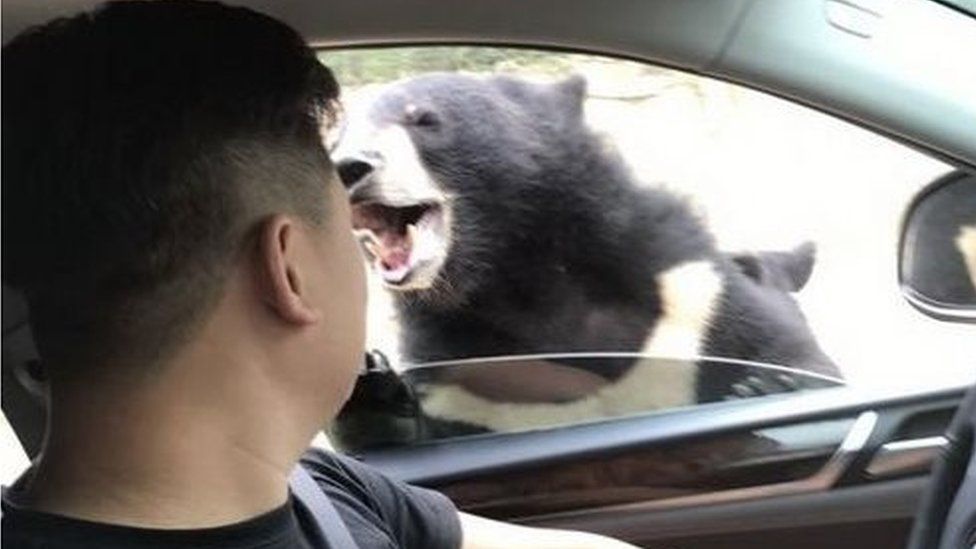 Picture of a Chinese visitor to the Badaling Wildlife Park encountering a bear attack