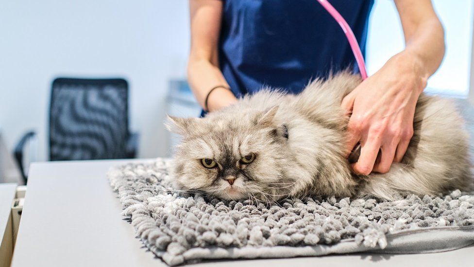 A cat being examined by a vet