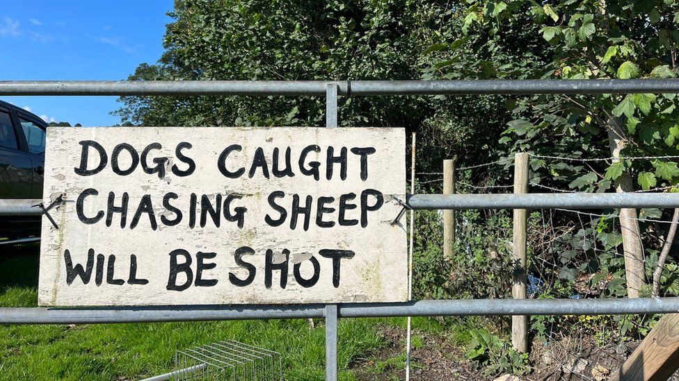 Sign on farm gate saying dogs caught chasing sheep will be shot
