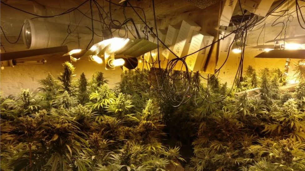 Five arrests after Northamptonshire Police raid Crick cannabis factory ...