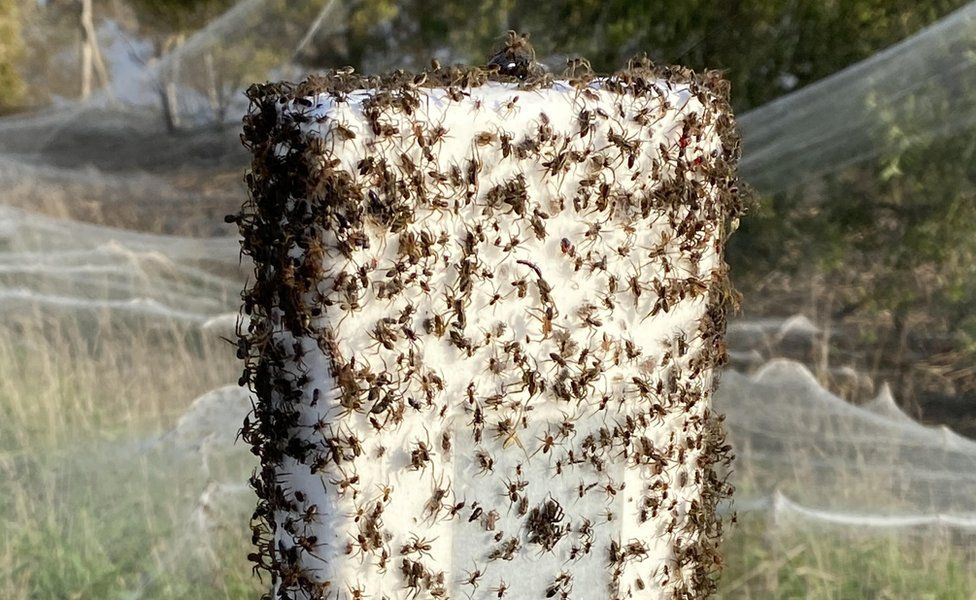 Spiders crawling over a spider-web-covered post