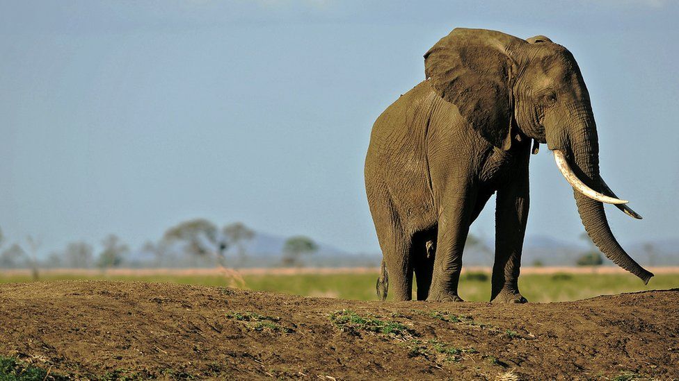 An elephant in Mikumi National Park, Tanzania (October 2013)
