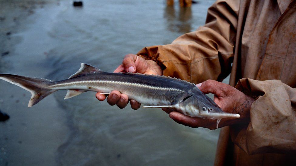 Sturgeon, Caspian river