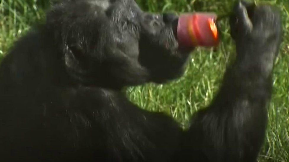 Chimpanzee eating a lolly pop